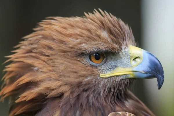 Golden Eagle Closeup Shot Blurred Background — Stock fotografie