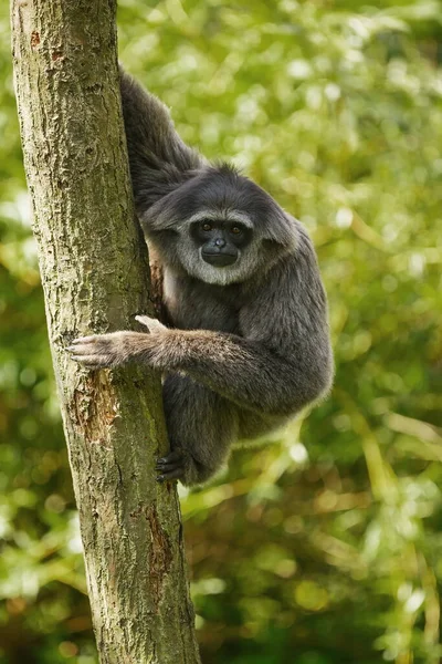 Silver Gibbon Small Tree — Fotografia de Stock