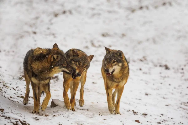 Eurasian Wolves Canis Lupus Lupus — Stock Photo, Image