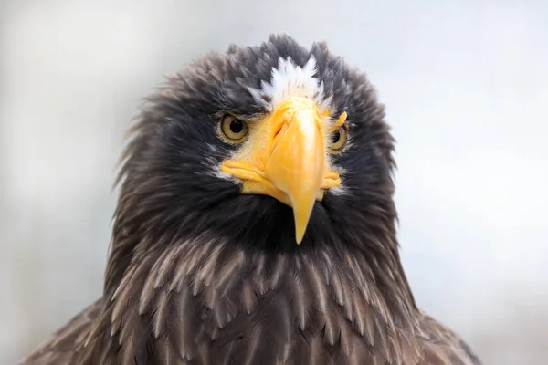 Eastern Eagle Closeup Portrait — Stok fotoğraf
