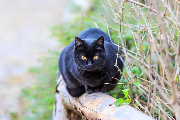 Portrait Cute Furry Cat — Stock Photo, Image