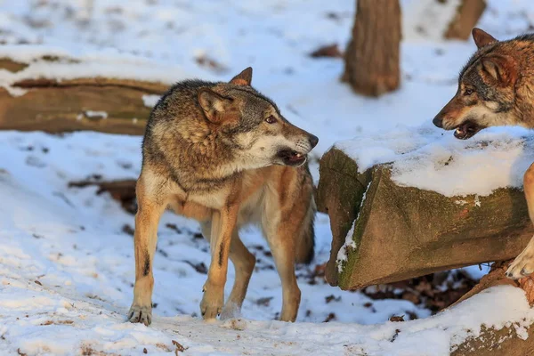 Lobo Euroasiático Canis Lupus Lupus Bosque Nevado Durante Día — Foto de Stock