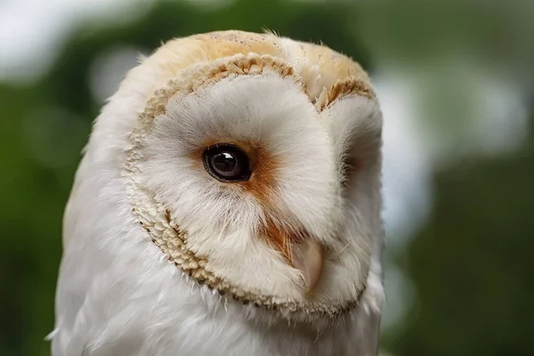 Oiseau Faune Hibou Gros Plan — Photo