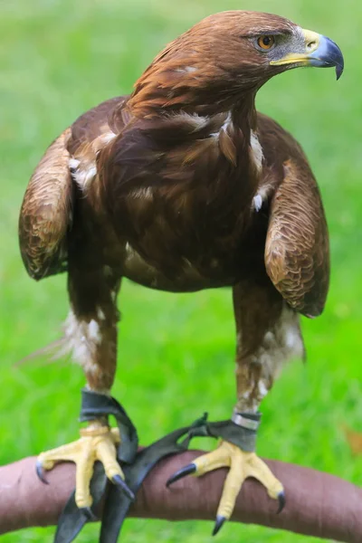 Golden Eagle Closeup Shot Blurred Background — Stockfoto