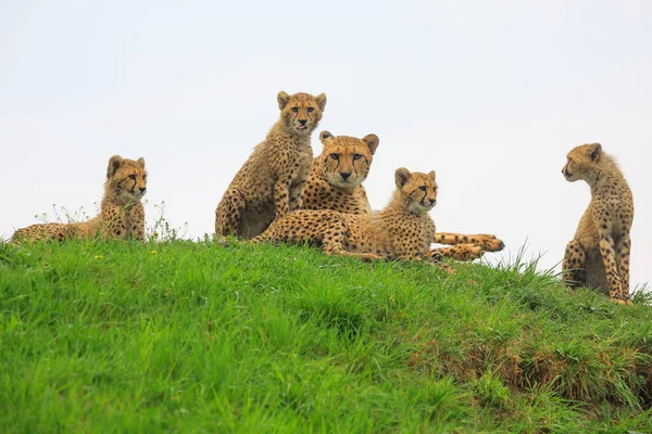 Cheetahs Savannah Kenya — Foto de Stock