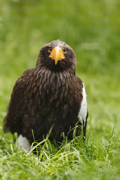 Close Portrait Eastern Eagle — Stockfoto