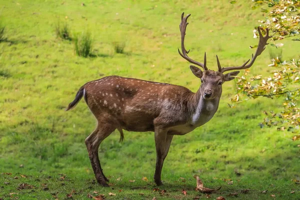 欧洲的野鹿 大马鹿 站在草地上吃草 — 图库照片