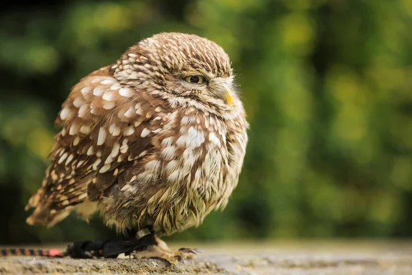 Pássaro Fauna Coruja Imagens Grande Plano — Fotografia de Stock