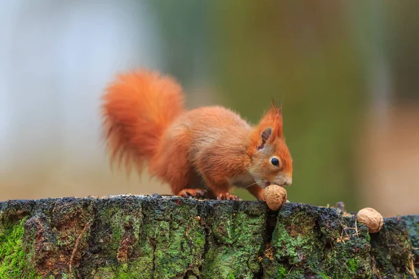 Red Squirrel Portrait Closeup Shot — Stok fotoğraf