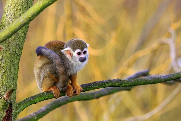 Common Squirrel Monkeys Wild Nature — Fotografia de Stock