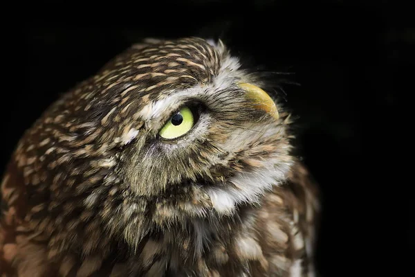 Pássaro Fauna Coruja Imagens Grande Plano — Fotografia de Stock