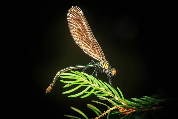 Nahaufnahme Einer Libelle Auf Verschwommenem Hintergrund — Stockfoto