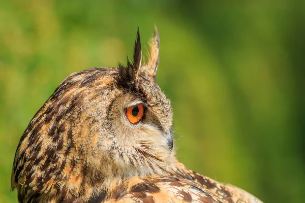 Eurasian Eagle Owl Portrait Daytime Shot Wild Nature — Foto Stock
