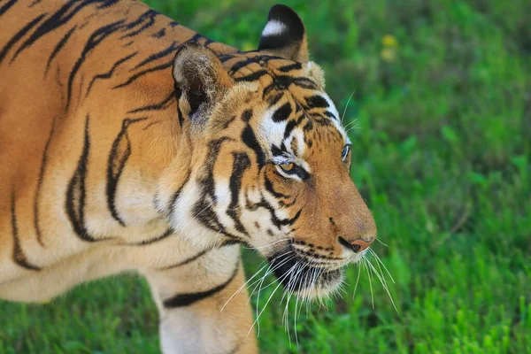 Closeup Tiro Tigre Adulto Fundo Borrado — Fotografia de Stock