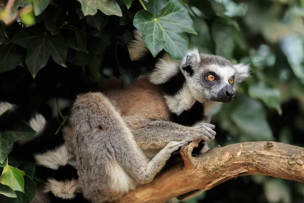 Lemur Portrait Wild Nature — Fotografia de Stock