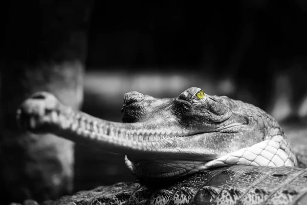 Ινδική Gharial Πορτρέτο Στην Άγρια Φύση — Φωτογραφία Αρχείου