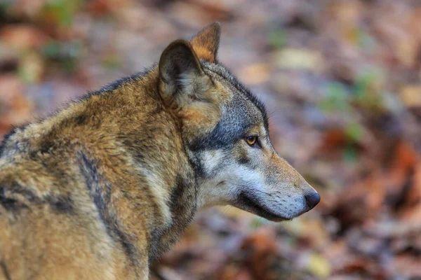 Eurasian Wolf Canis Lupus Lupus Walks Autumnal Forest — Stockfoto