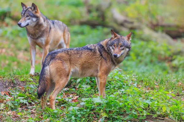 Ευρασιατικοί Λύκοι Canis Lupus Lupus Περπατά Μέσα Στο Φθινοπωρινό Δάσος — Φωτογραφία Αρχείου