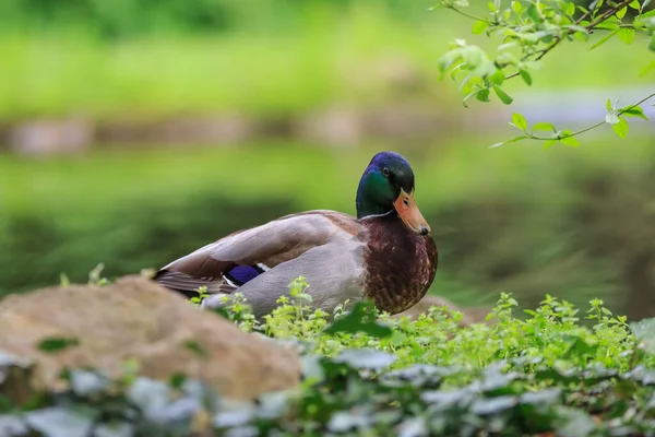Close Male Duck — стоковое фото