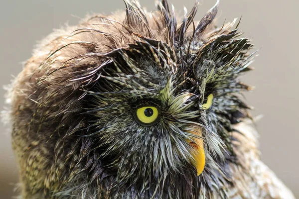 Wet Tawny Owl Close — Φωτογραφία Αρχείου