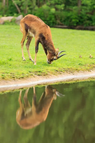 Cute Deer Wild —  Fotos de Stock