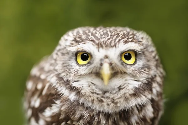 Bird Fauna Owl Close — Foto de Stock