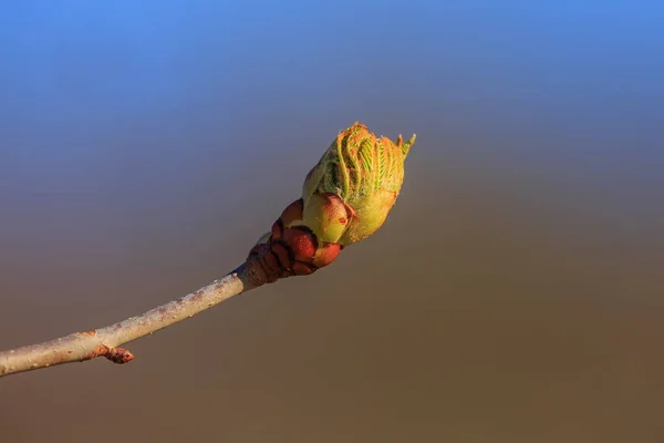 Closeup Tree Buds — 스톡 사진