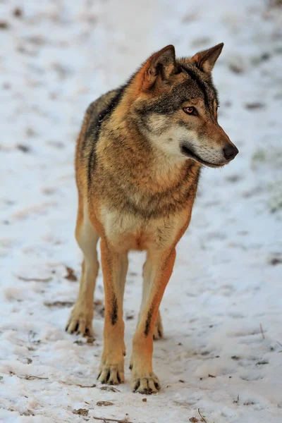 Eurasian Wolf Canis Lupus Lupus Snowy Forest Daytime — 스톡 사진