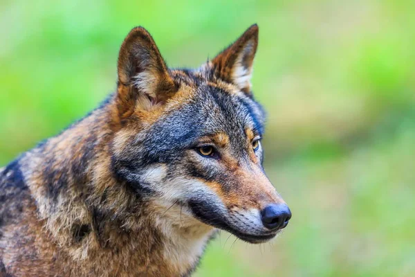 Lobo Euroasiático Canis Lupus Lupus Camina Por Bosque Otoñal — Foto de Stock