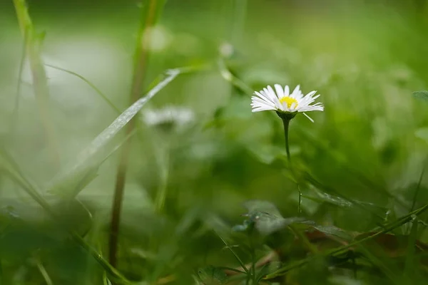 Bellissimo Fiore Bianco Erba Verde — Foto Stock