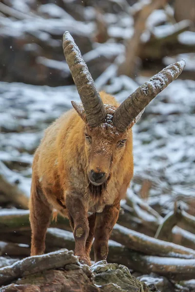 Closeup Shot Mountain Goat —  Fotos de Stock