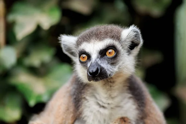 Lemur Portrait Wild Nature — 图库照片