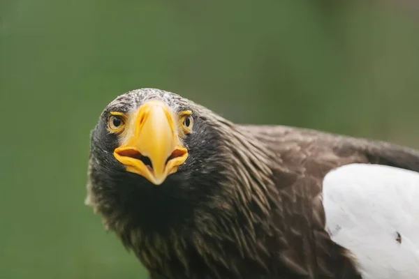 Retrato Águila Oriental Cerca — Foto de Stock
