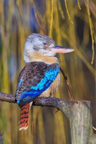 Lachender Kookaburra Dacelo Novaeguineae — Stockfoto