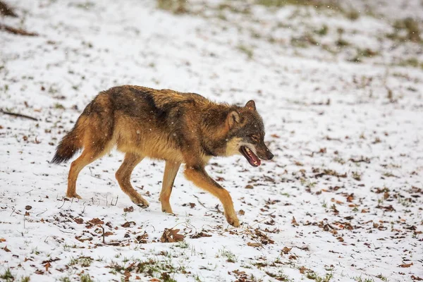 Eurasian Wolf Canis Lupus Lupus Snowy Forest Daytime — Stock Fotó