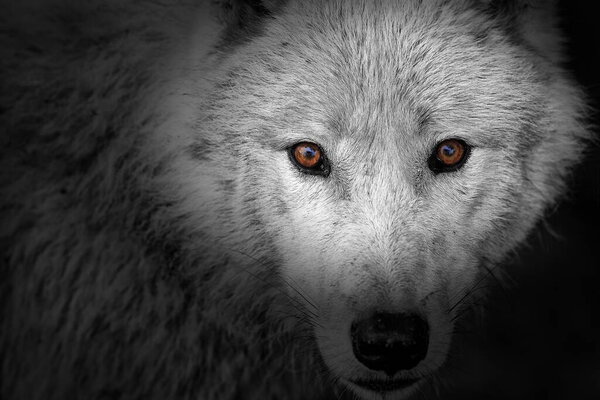Arctic wolf, Canis lupus arctos portrait