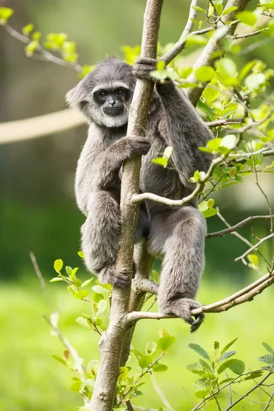 Silver Gibbon Small Tree — Fotografia de Stock