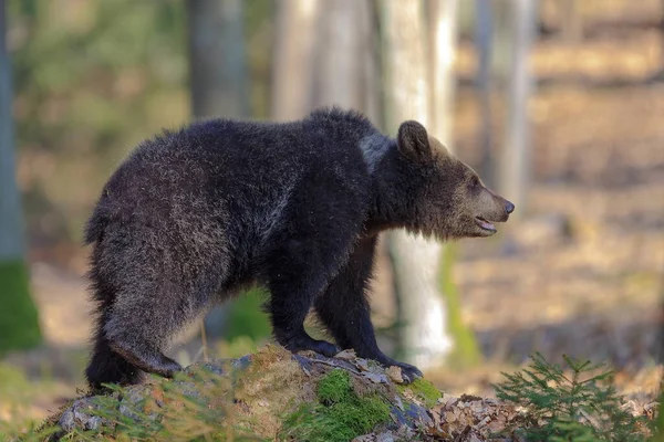 Brown Bear Cub Autumnal Forest Daytime — Stockfoto