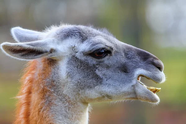 Young Female Kangaroo — Stockfoto