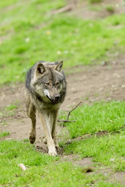 Eurasian Wolf Canis Lupus Lupus Walks Autumnal Forest — 스톡 사진