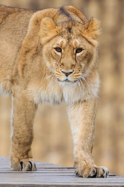Lvice Panthera Leo Portrét Zoo Dne — Stock fotografie