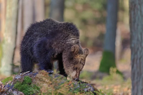Brown Bear Cub Autumnal Forest Daytime — 스톡 사진