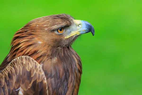 Golden Eagle Closeup Shot Blurred Background — Fotografia de Stock