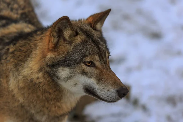 Eurasian Wolf Canis Lupus Lupus Snowy Forest Daytime — Fotografia de Stock