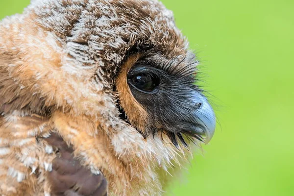 Brown Wood Owl Portrait Closeup — Stock Photo, Image