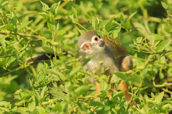 Common Squirrel Monkey Wild Nature — Stockfoto