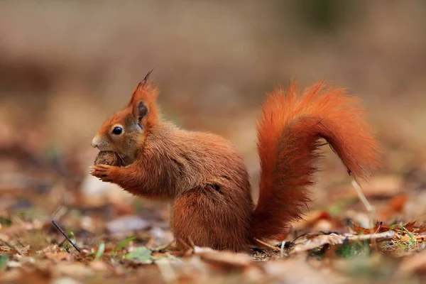 Red Squirrel Portrait Closeup Shot — Stock fotografie