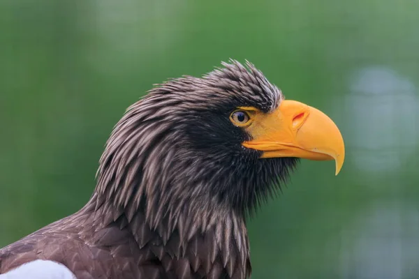 Eastern Eagle Closeup Portrait — Foto de Stock