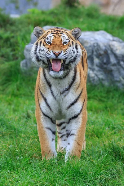 Closeup Shot Adult Tiger Blurred Background — Fotografia de Stock