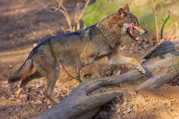 Eurasian Wolf Canis Lupus Lupus Walks Autumnal Forest — Stock Fotó